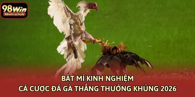 Bật mí kinh nghiệm cá cược đá gà thắng thưởng khủng 2026