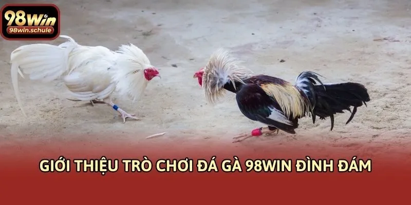 Giới thiệu trò chơi đá gà 98win đình đám