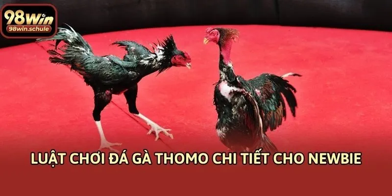 Luật chơi đá gà Thomo chi tiết cho newbie