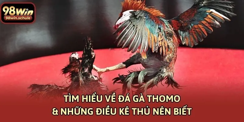 Tìm Hiểu Về Đá Gà Thomo & Những Điều Kê Thủ Nên Biết
