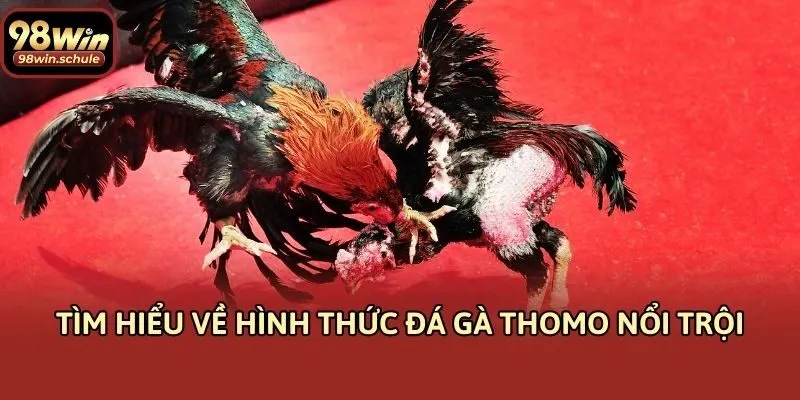Tìm hiểu về hình thức đá gà Thomo nổi trội